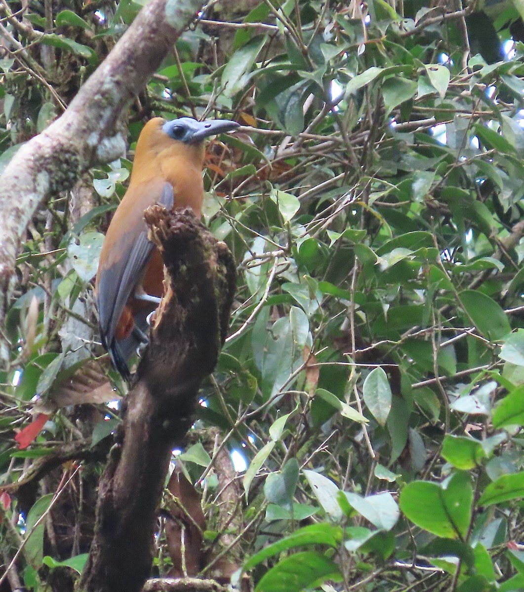 Capuchinbird - ML639545335