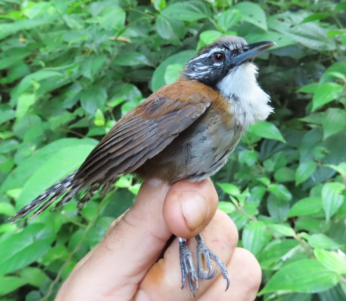 Coraya Wren - ML639545370