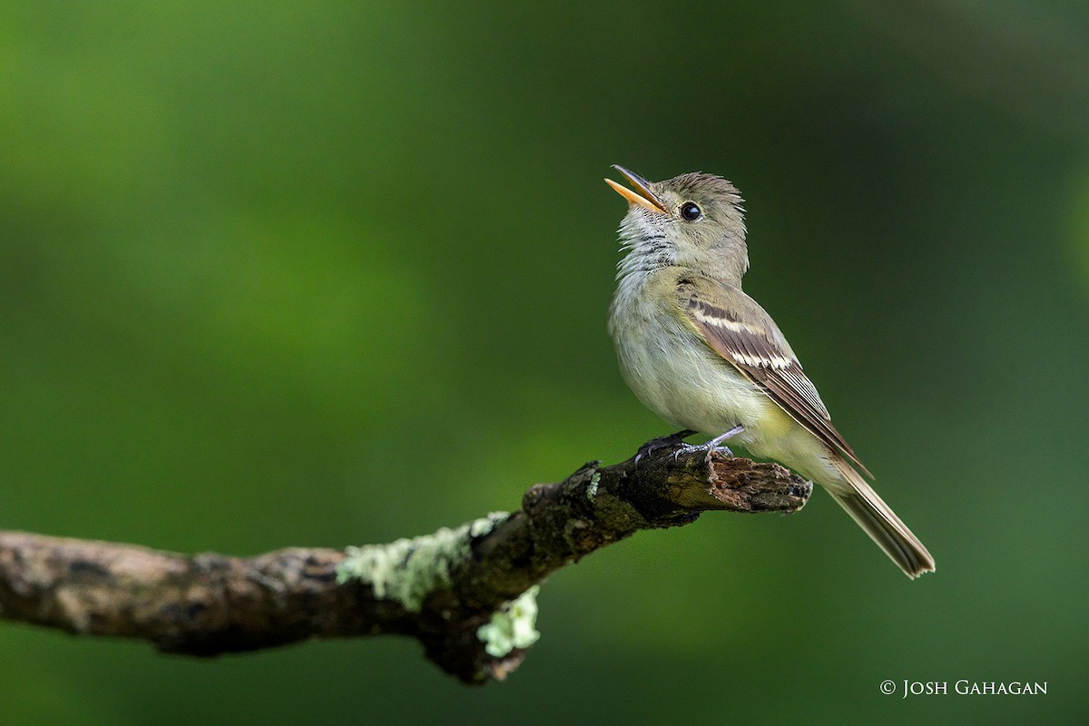 Acadian Flycatcher - ML639545422