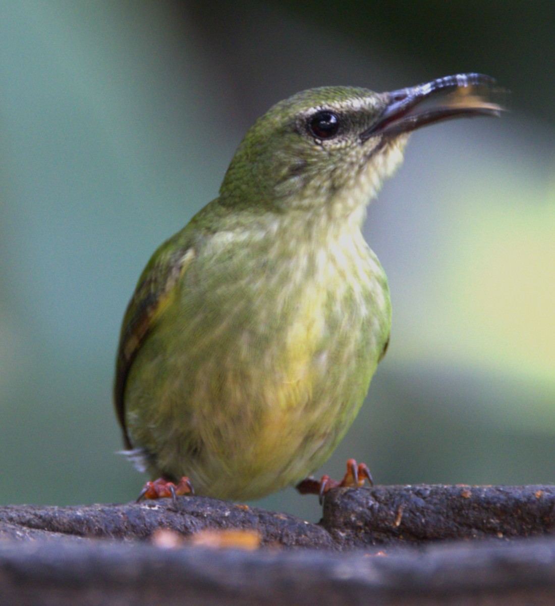 Red-legged Honeycreeper - ML639545456