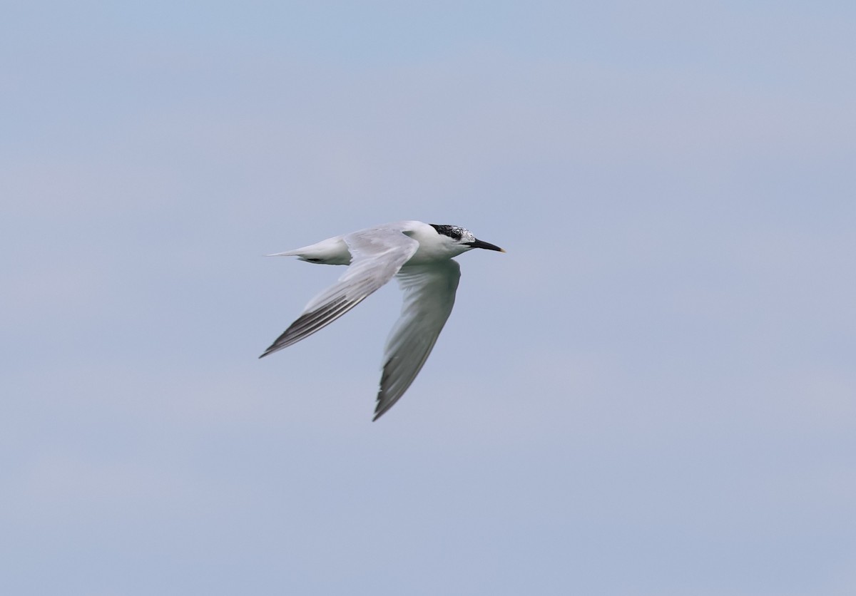 Sandwich Tern (Eurasian) - ML639545487