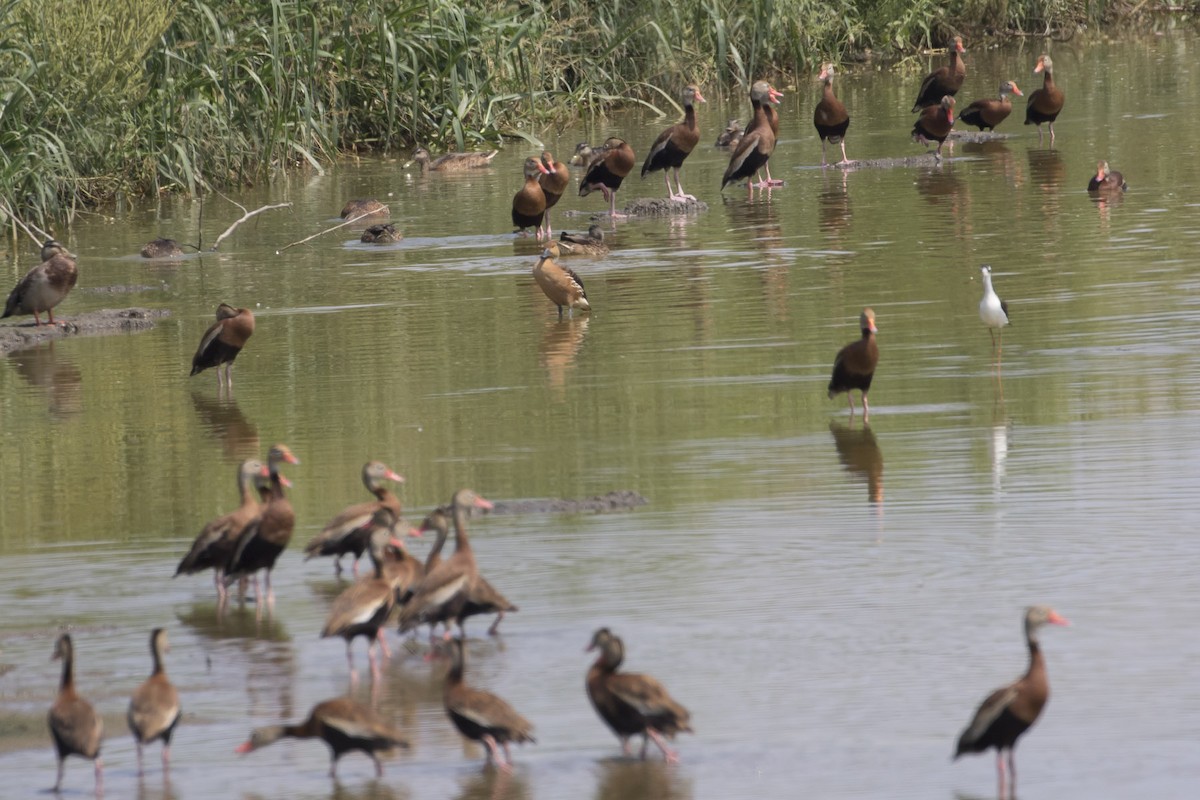 Fulvous Whistling-Duck - Michael Todd