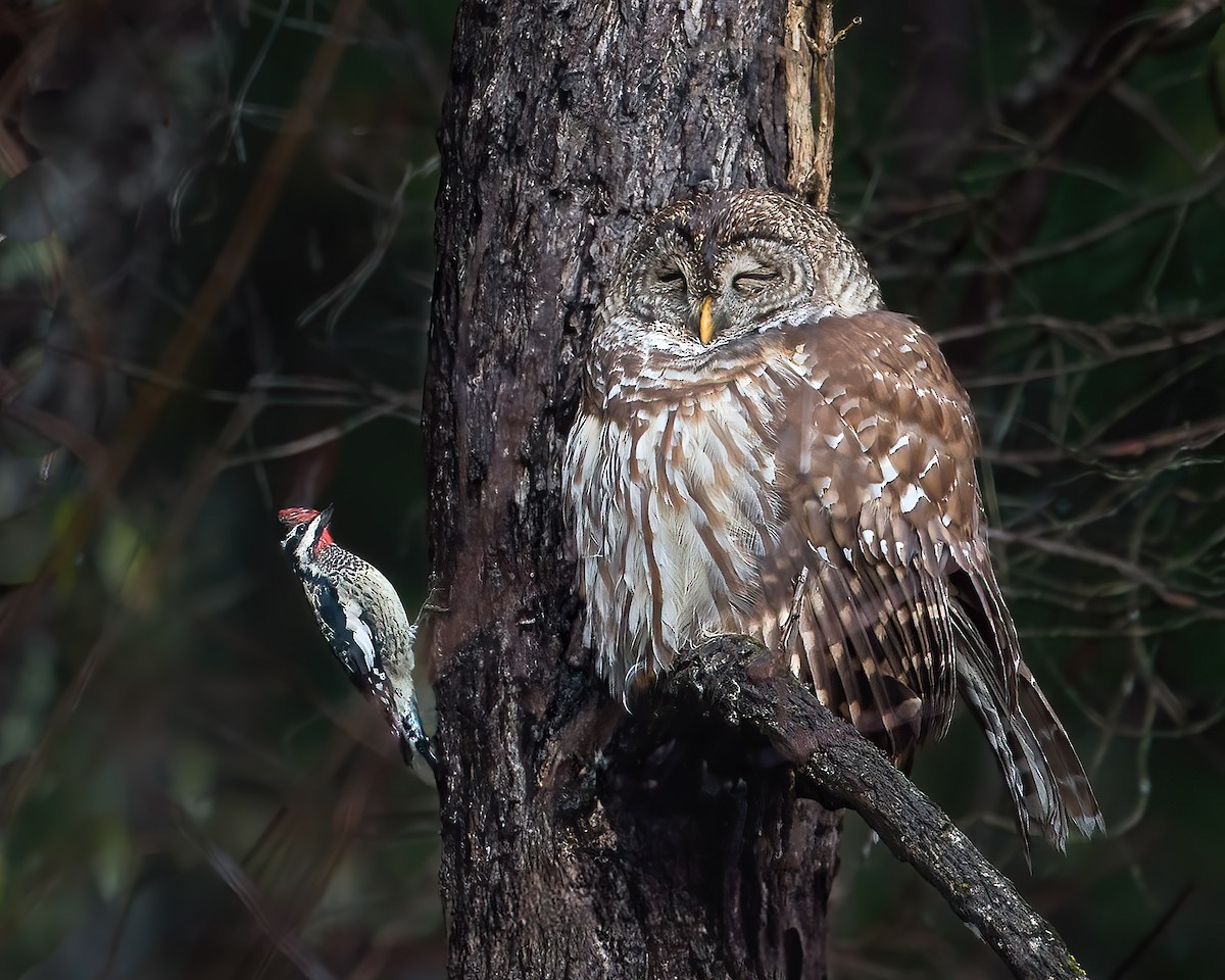 Barred Owl - ML639545531