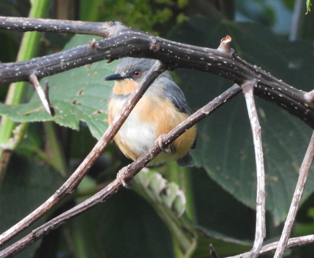 rwenzoriapalis - ML639545570