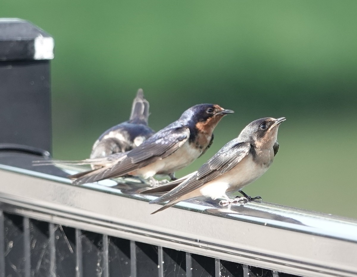 Barn Swallow - ML639545593