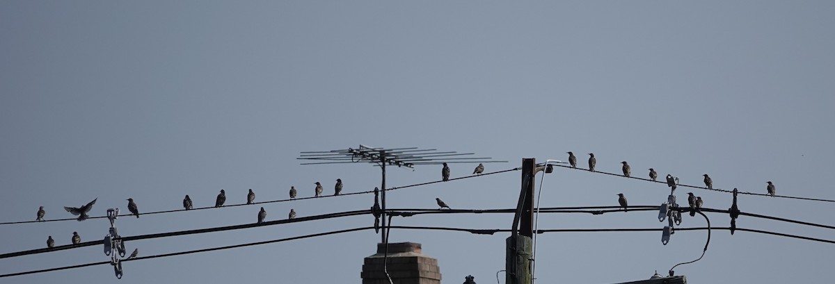 European Starling - ML639545616