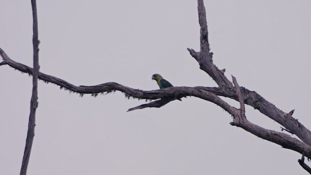 Cape Parrot - ML639545630