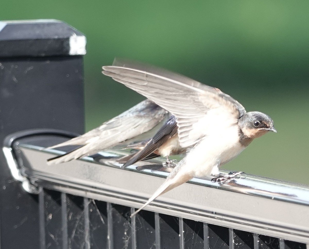 Barn Swallow - ML639545632