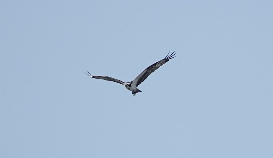 Osprey - ML639545644