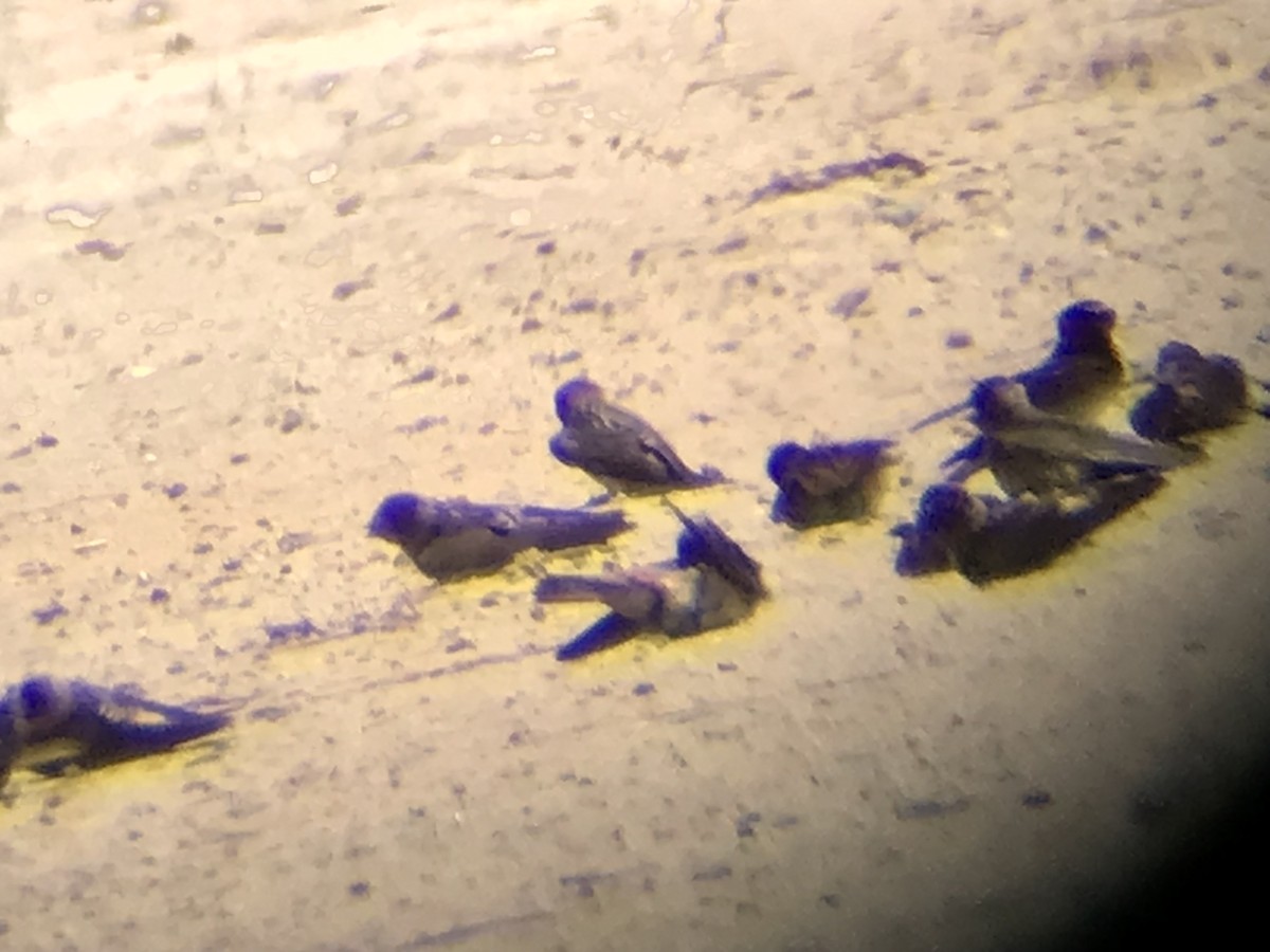 Cliff Swallow - ML639545728