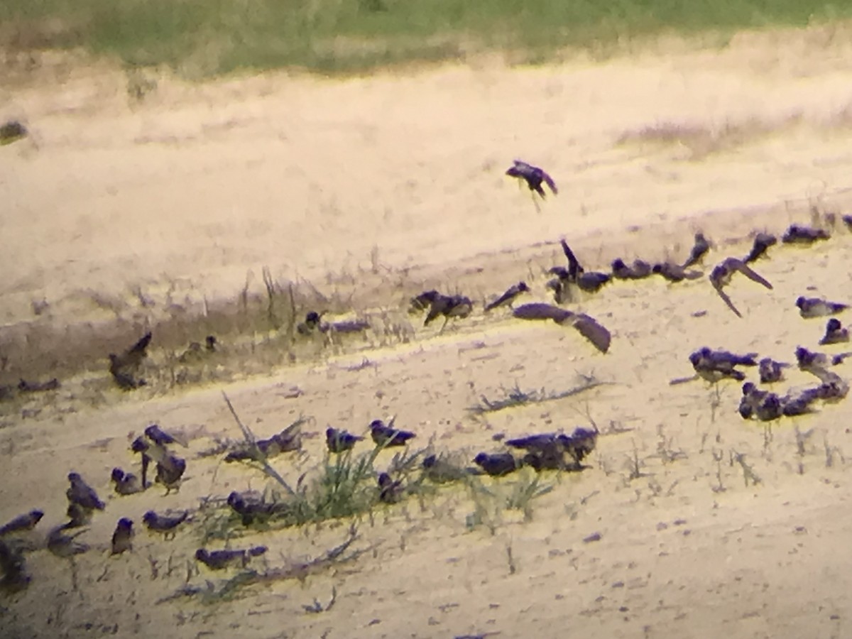 Cliff Swallow - ML639545731