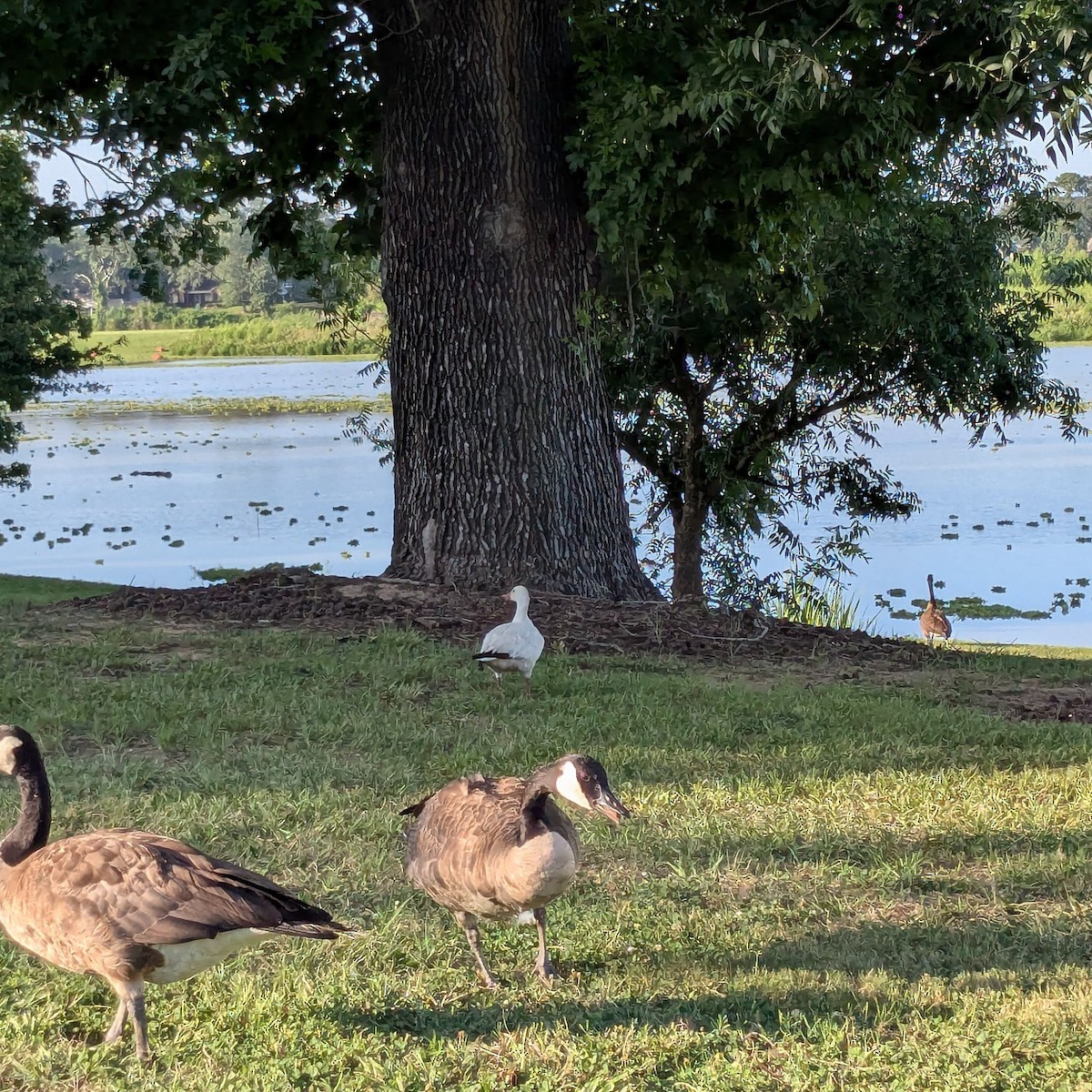 Ross's Goose - ML639545737