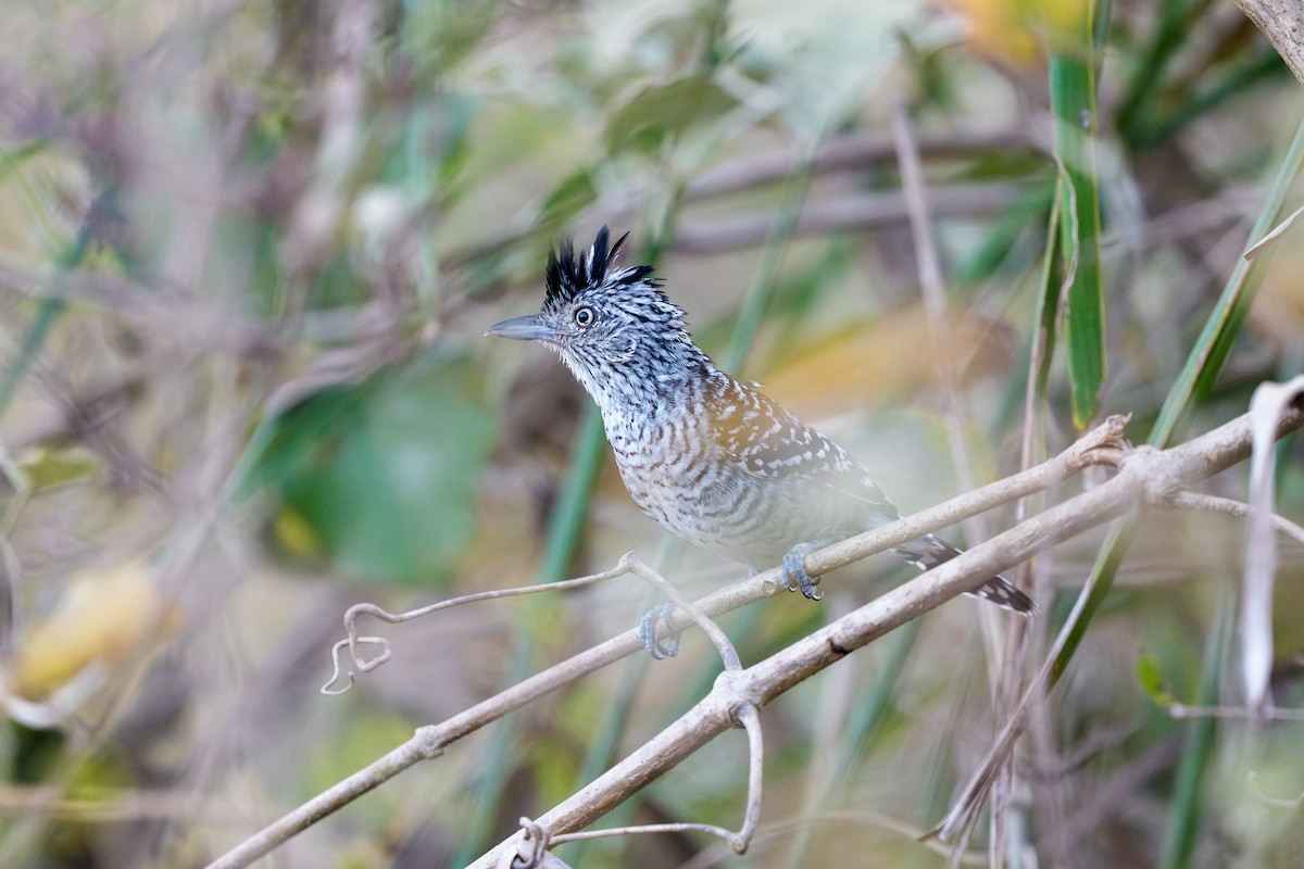 Barred Antshrike - ML639545771