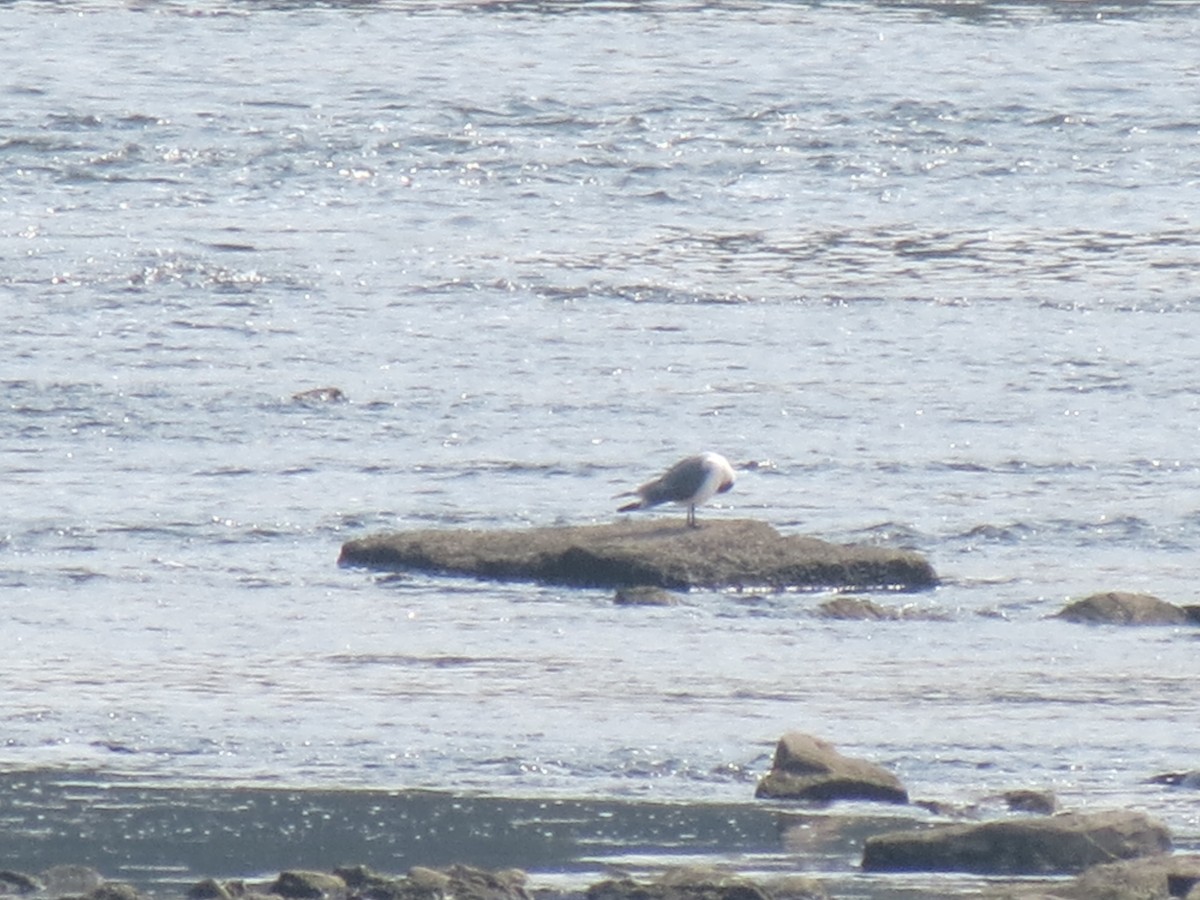 Franklin's Gull - ML639545945