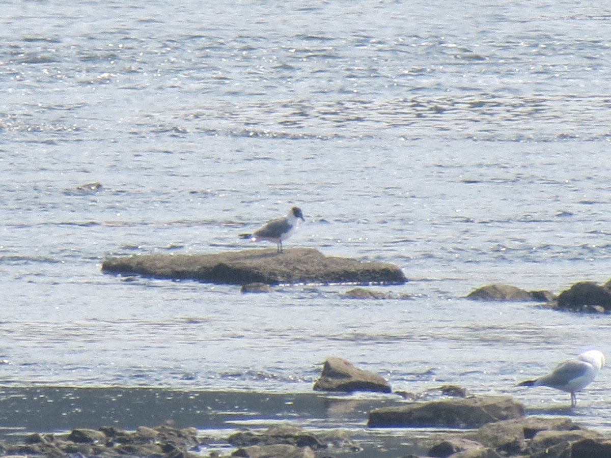 Franklin's Gull - ML639545947