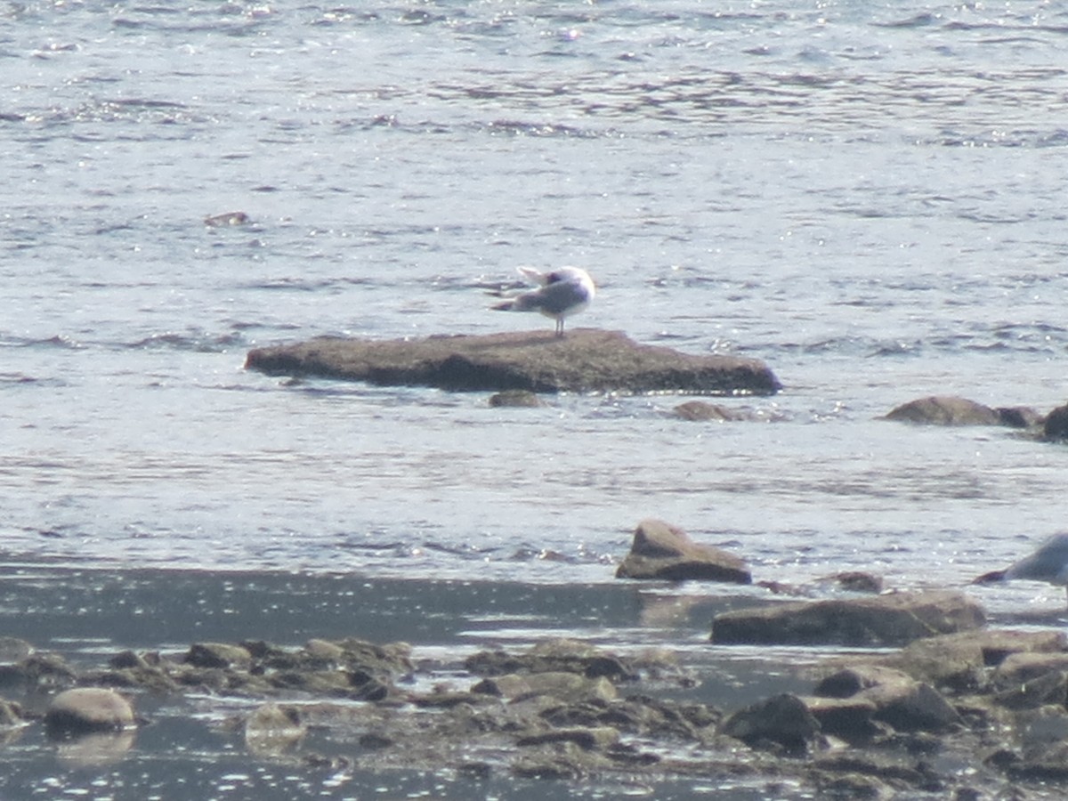 Franklin's Gull - ML639545948