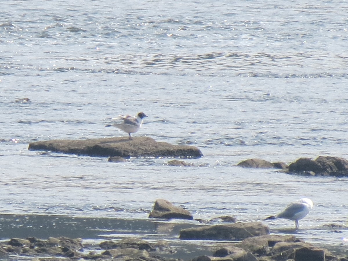 Franklin's Gull - ML639545949