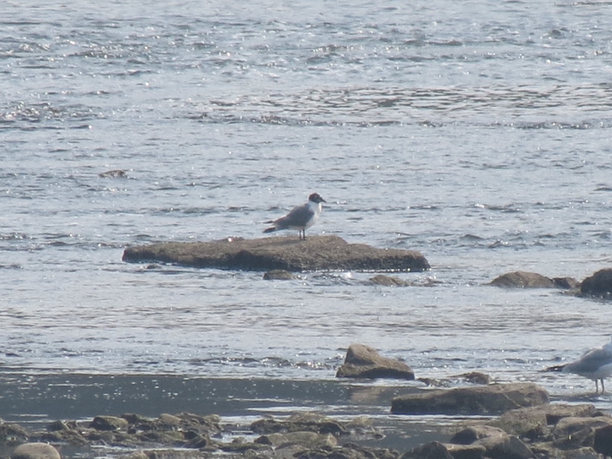 Franklin's Gull - ML639545951