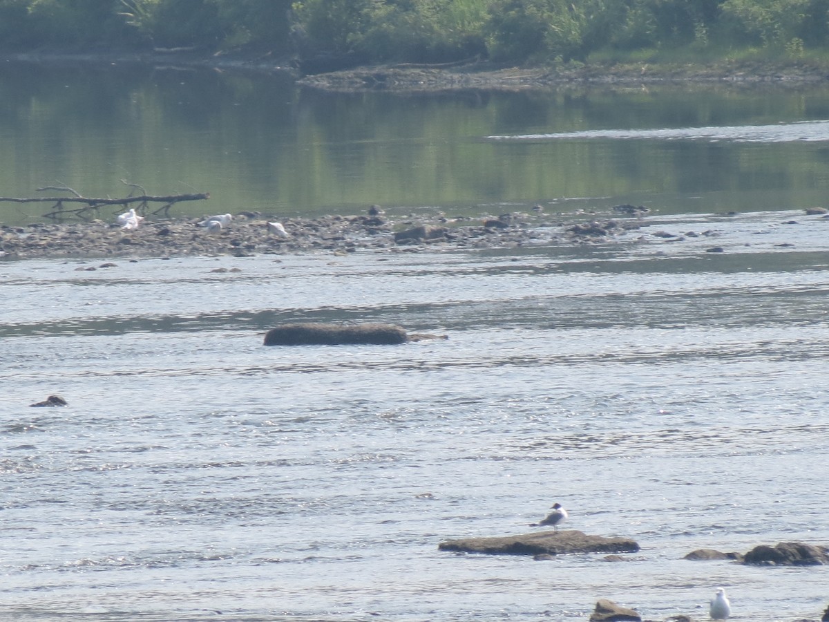 Franklin's Gull - ML639545952