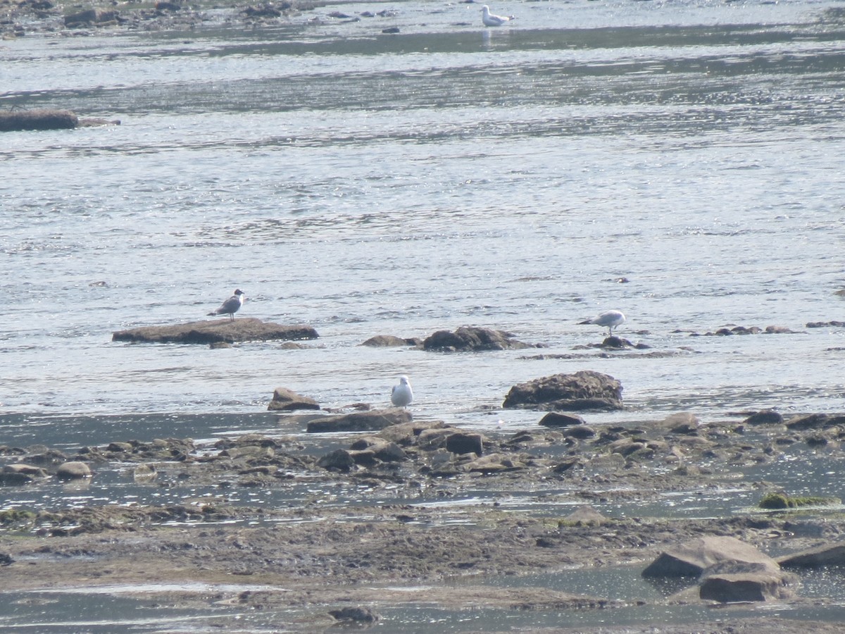 Franklin's Gull - ML639545953