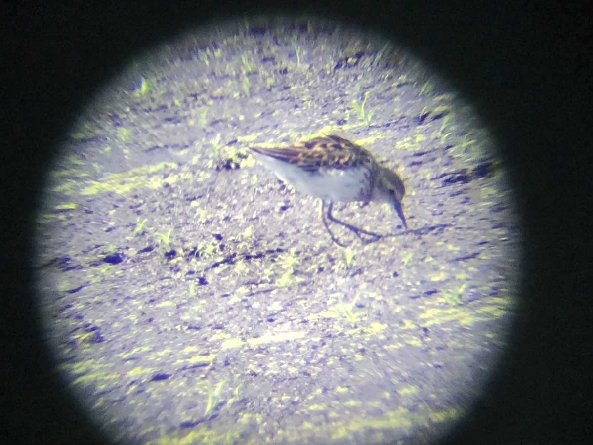 Least Sandpiper - ML639545957