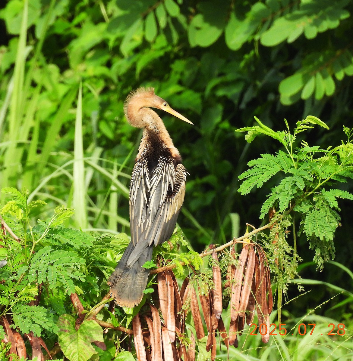 Anhinga - ML639545958