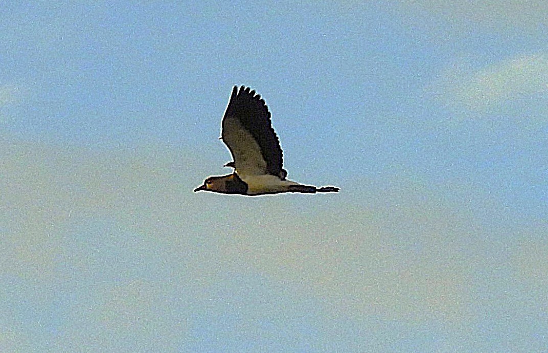 Southern Lapwing - ML639545963