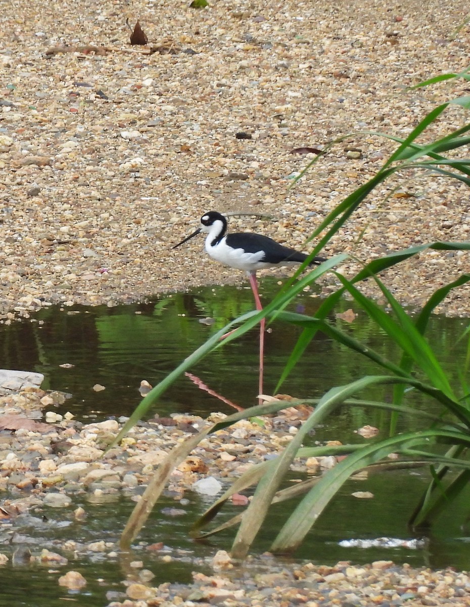 Black-necked Stilt - ML639545972