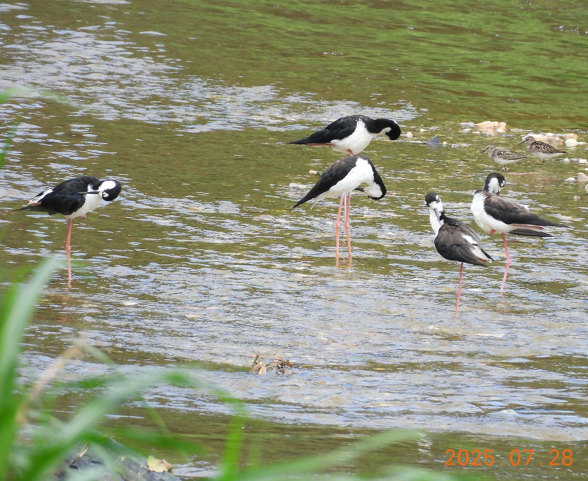 Black-necked Stilt - ML639545973