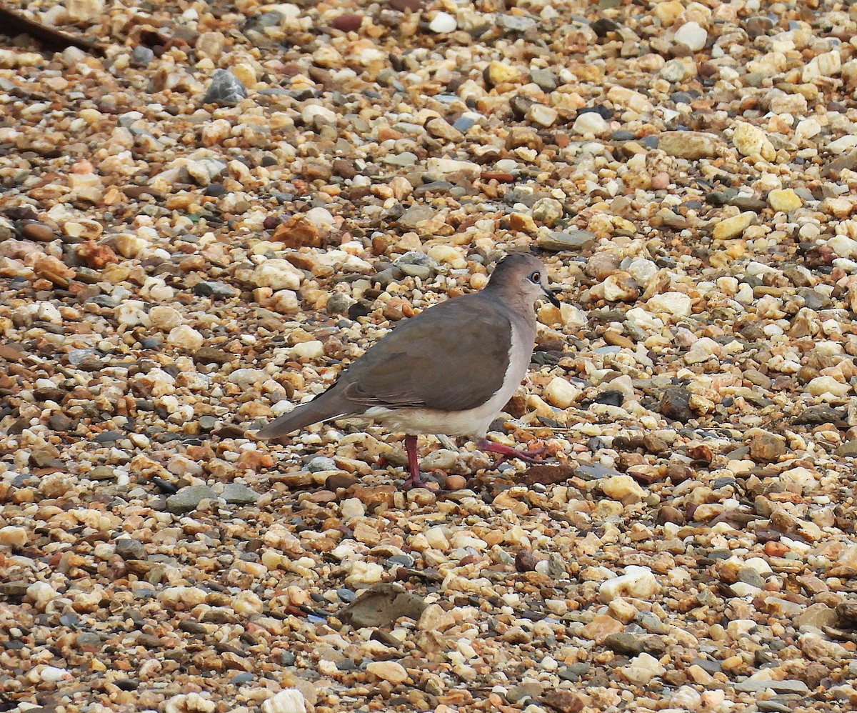 White-tipped Dove - ML639545983