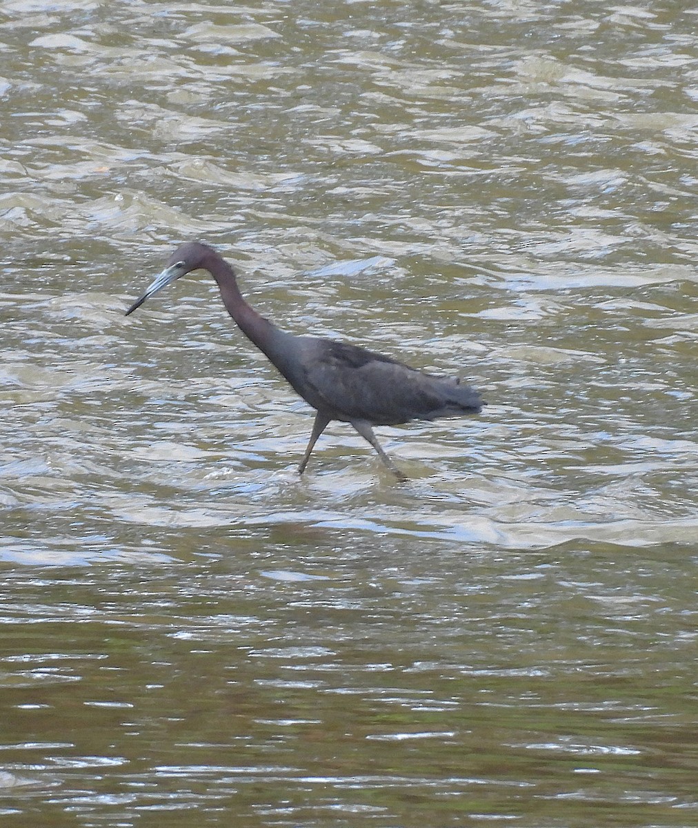 Little Blue Heron - ML639546006