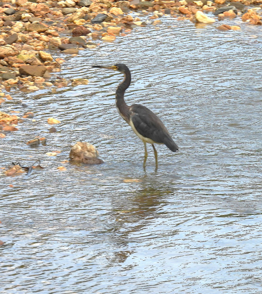 Tricolored Heron - ML639546015