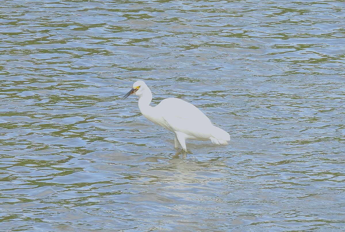 Snowy Egret - ML639546018