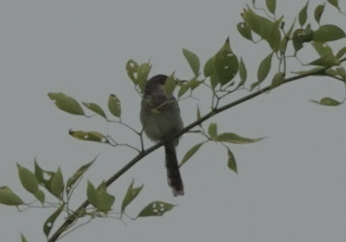 Gray-breasted Prinia - ML639546025