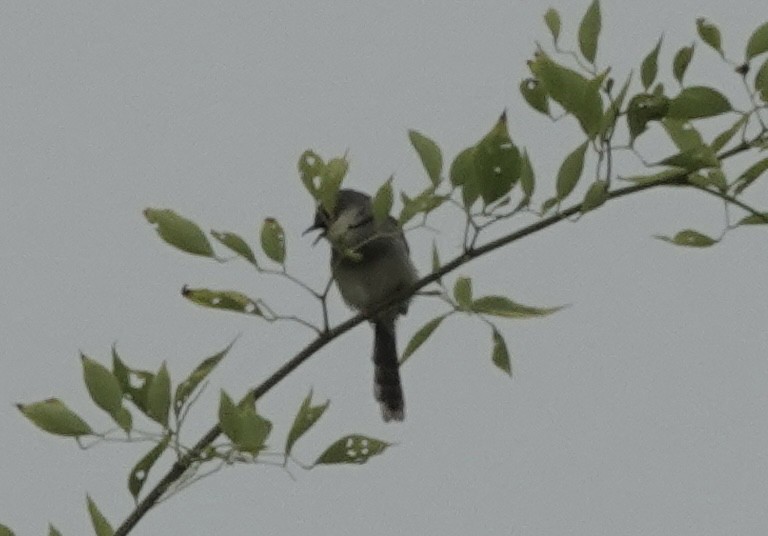 Gray-breasted Prinia - ML639546026
