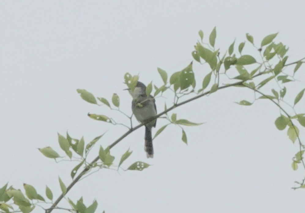 Gray-breasted Prinia - ML639546027