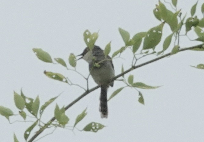 Gray-breasted Prinia - ML639546028