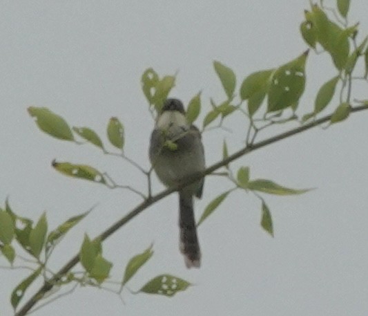 Gray-breasted Prinia - ML639546029