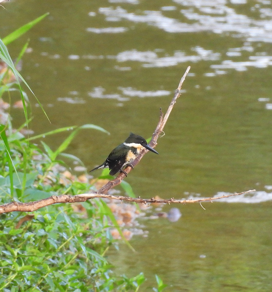 Green Kingfisher - ML639546031