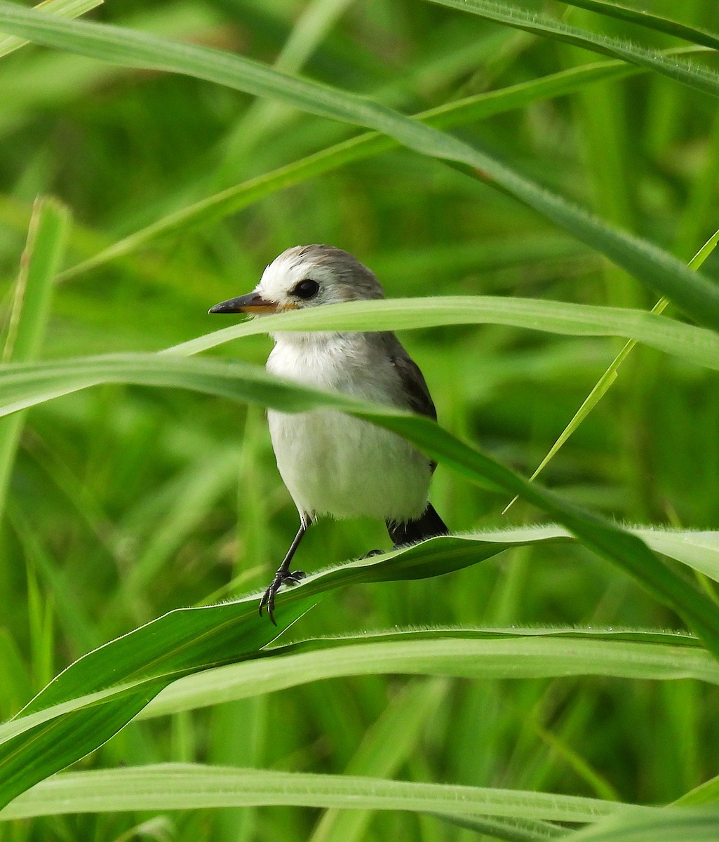 White-headed Marsh Tyrant - ML639546035