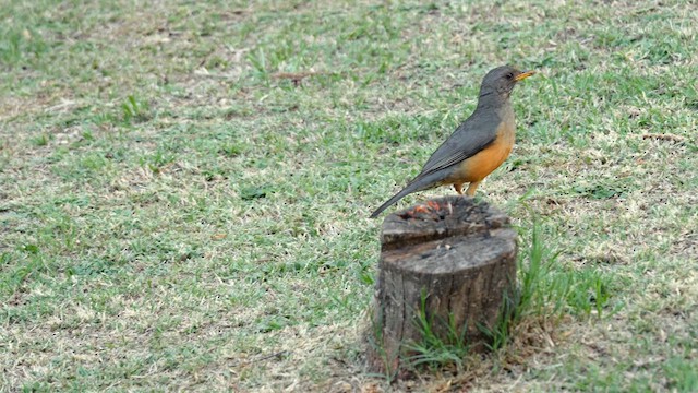 Olive Thrush - ML639546040