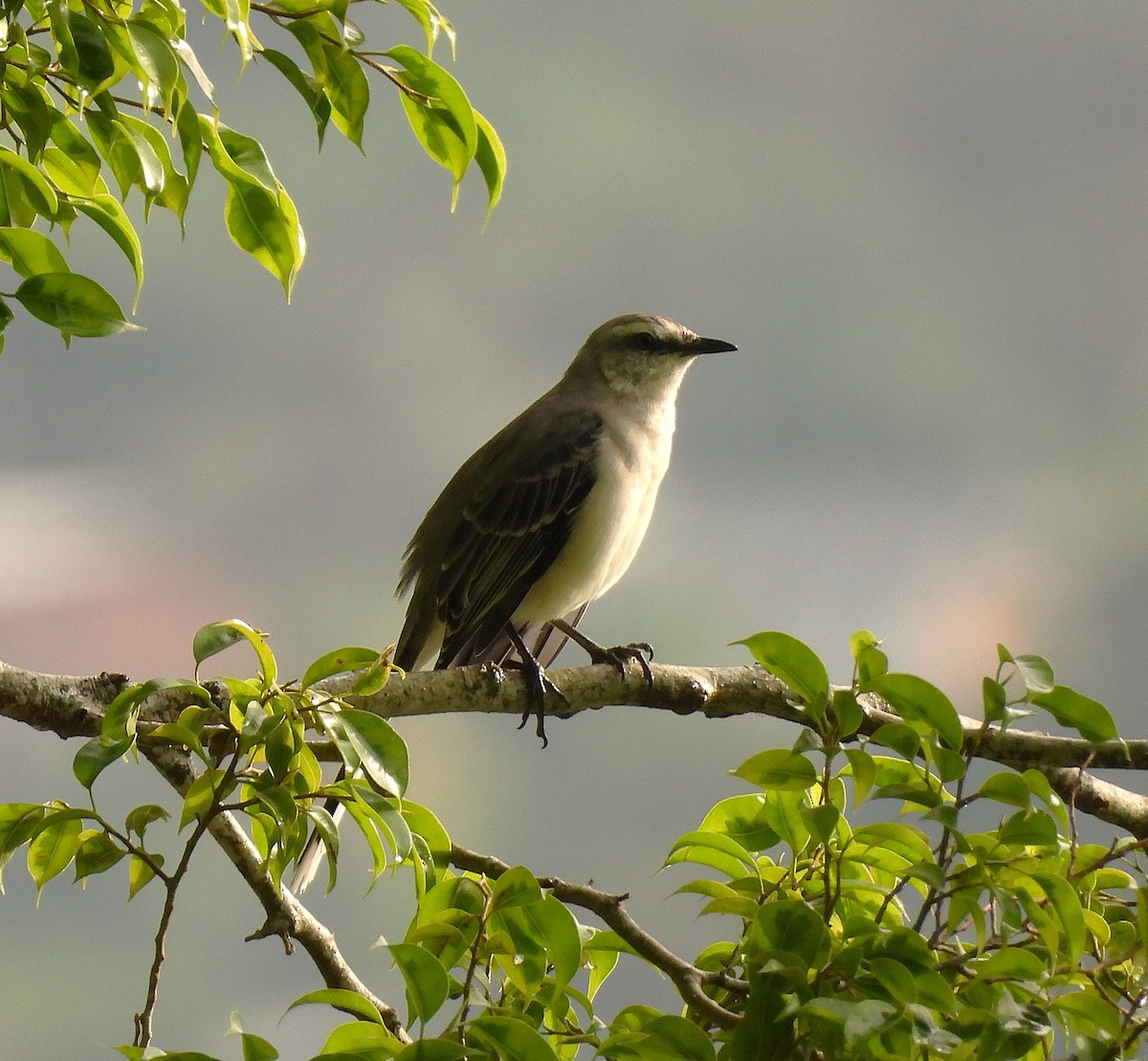 Tropical Mockingbird - ML639546042