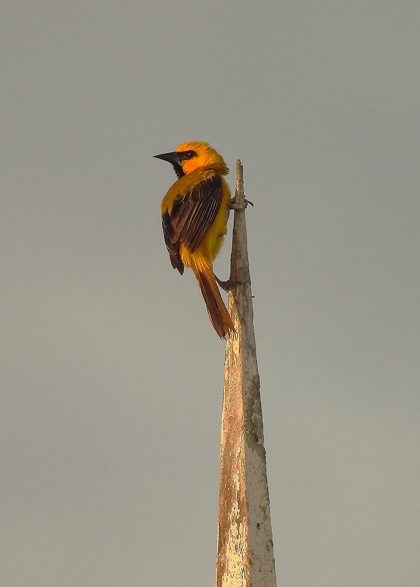 Yellow Oriole - ML639546045