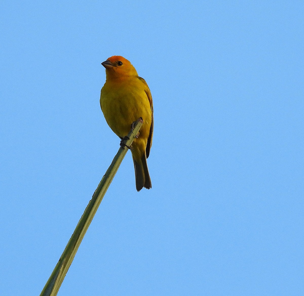 Saffron Finch - ML639546048