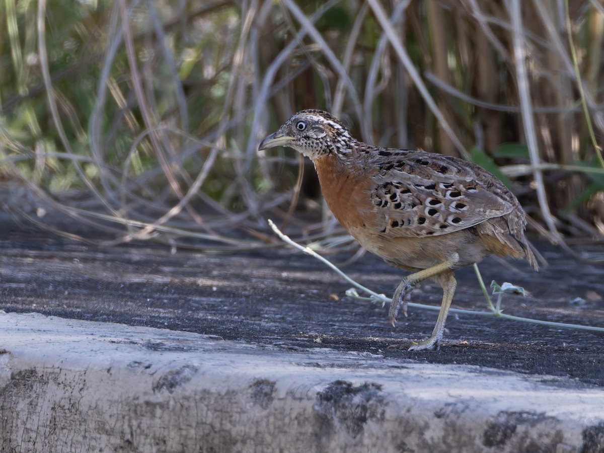 Spotted Buttonquail - ML639546051