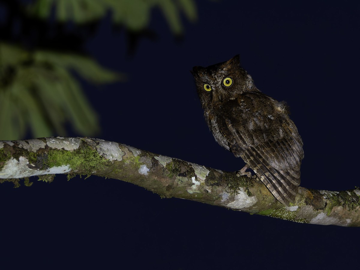 Luzon Scops-Owl - ML639546081