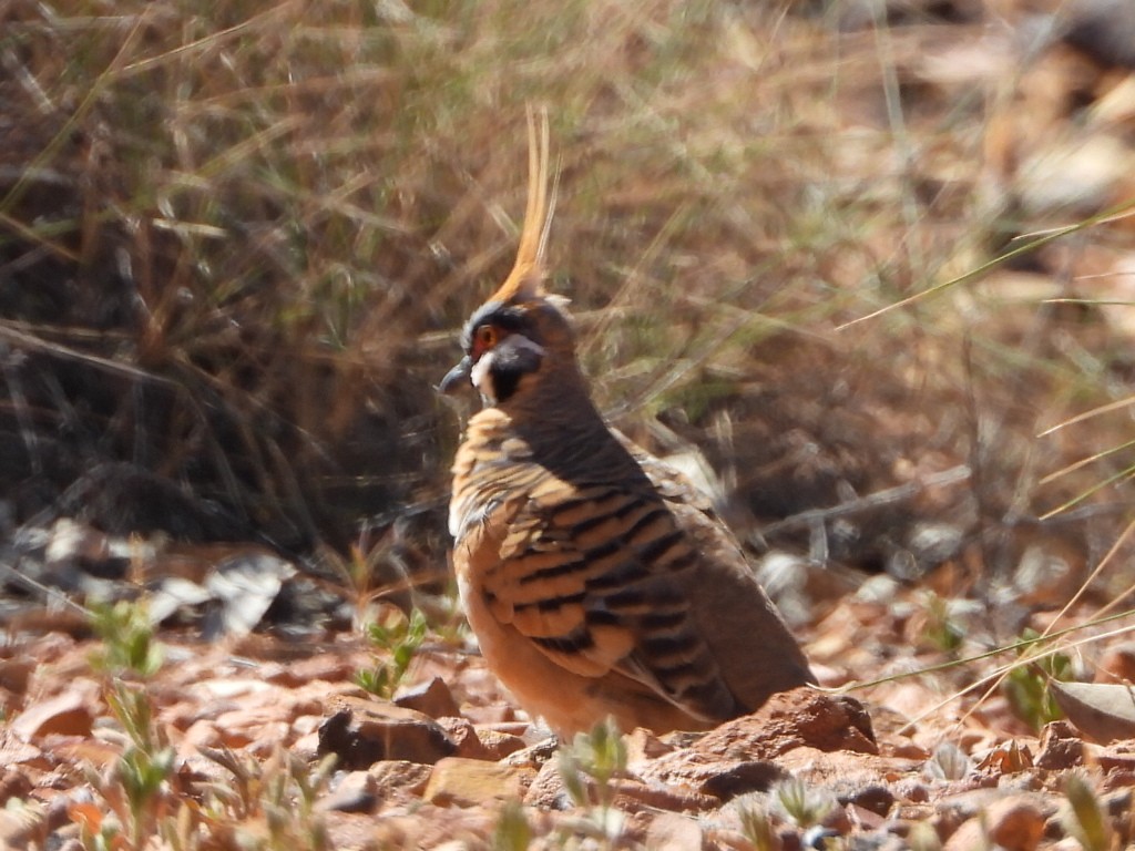 Colombine plumifère - ML639546089