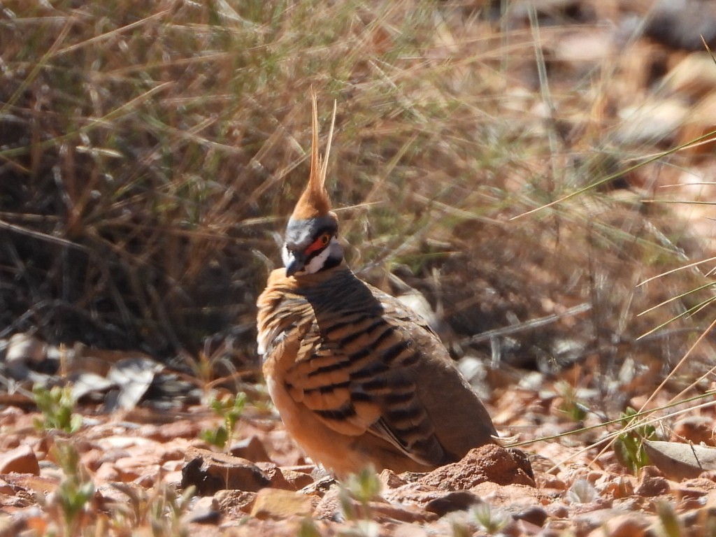 Colombine plumifère - ML639546090
