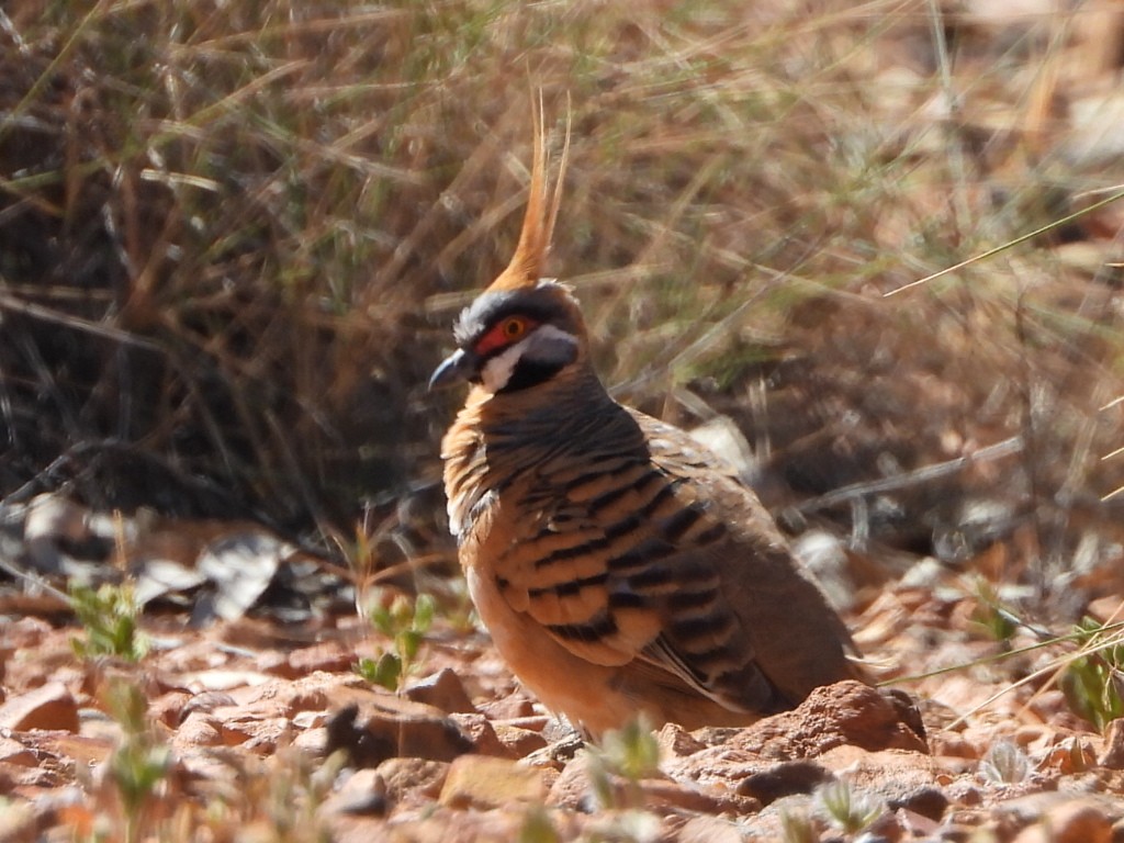 Colombine plumifère - ML639546091
