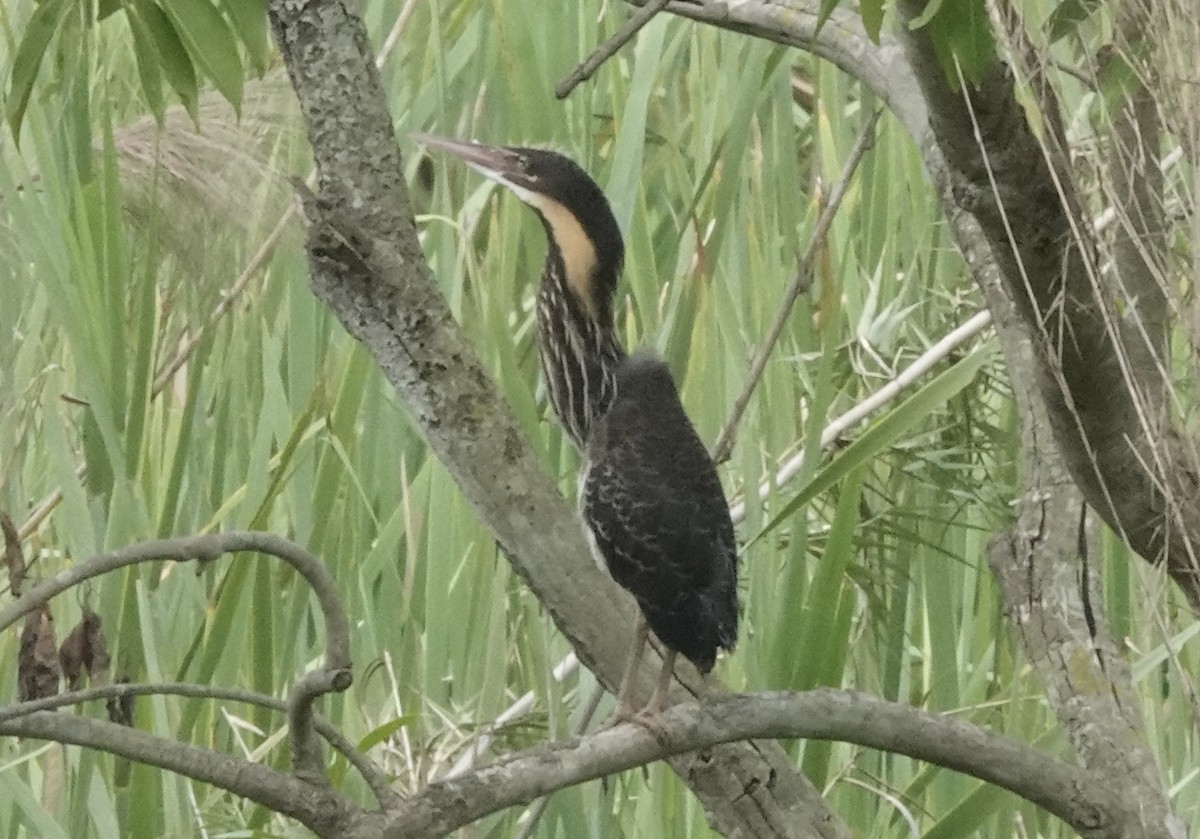 Black Bittern - ML639546123